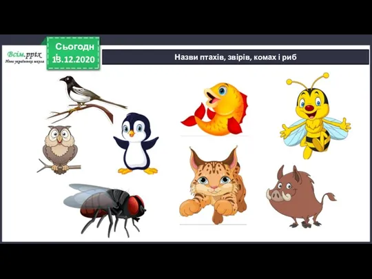 13.12.2020 Сьогодні Назви птахів, звірів, комах і риб