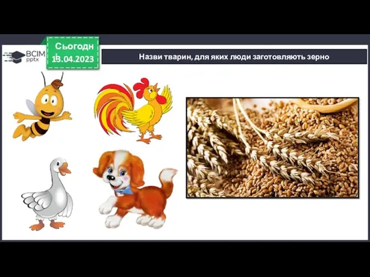 13.04.2023 Сьогодні Назви тварин, для яких люди заготовляють зерно