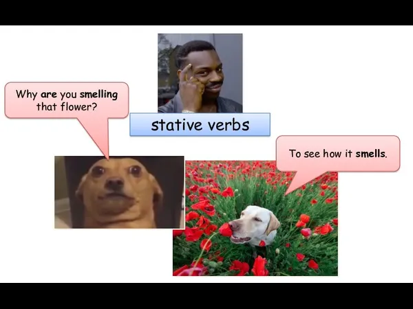 stative verbs Why are you smelling that flower? To see how it smells.