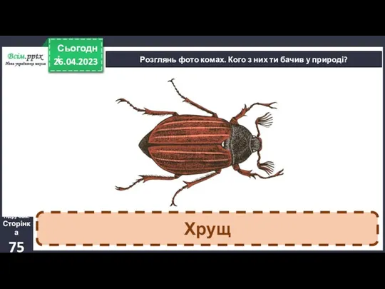 26.04.2023 Сьогодні Розглянь фото комах. Кого з них ти бачив у природі? Підручник. Сторінка 75 Хрущ