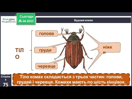 26.04.2023 Сьогодні Будова комах Підручник. Сторінка 75 голова груди черевце