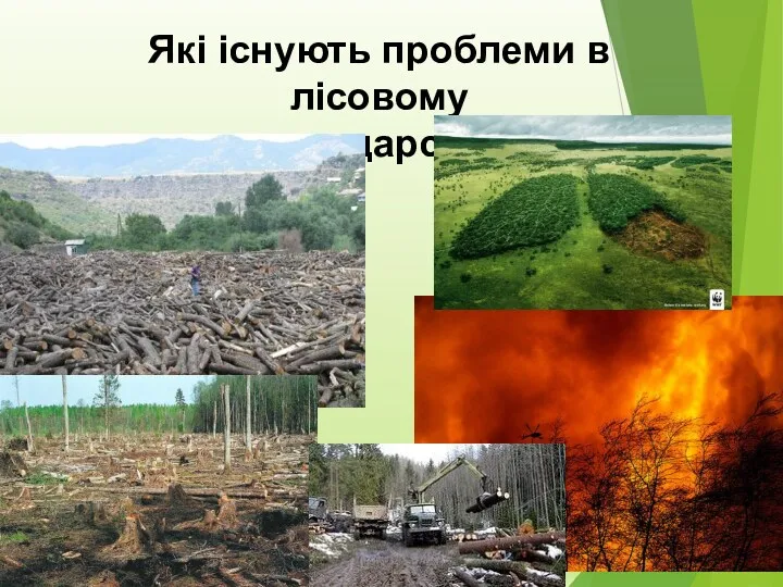 Які існують проблеми в лісовому господарстві?