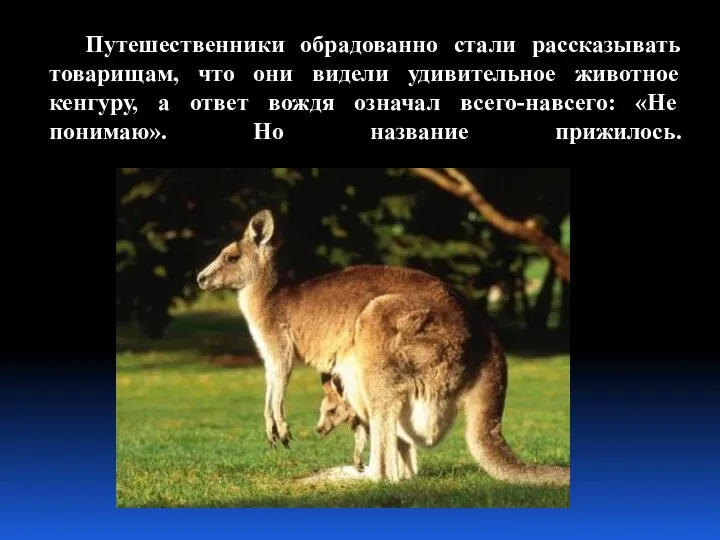 Путешественники обрадованно стали рассказывать товарищам, что они видели удивительное животное