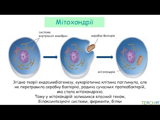 Мітохондрії система внутрішніх мембран аеробна бактерія мітохондрія Згідно теорії ендосимбіогенезу,
