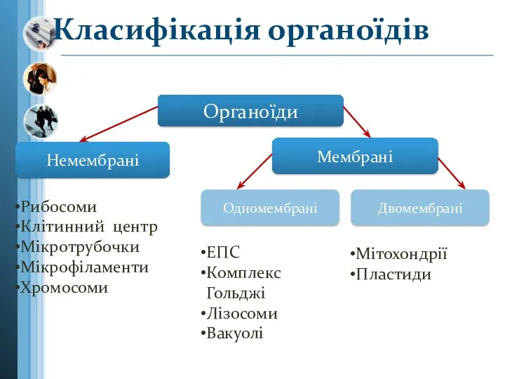 Класифікація органоїдів Органоїди Немембрані Мембрані Одномембрані Двомембрані Рибосоми Клітинний центр