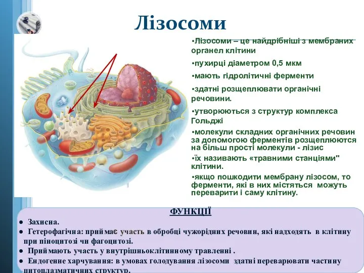 Лізосоми Лізосоми – це найдрібніші з мембраних органел клітини пухирці