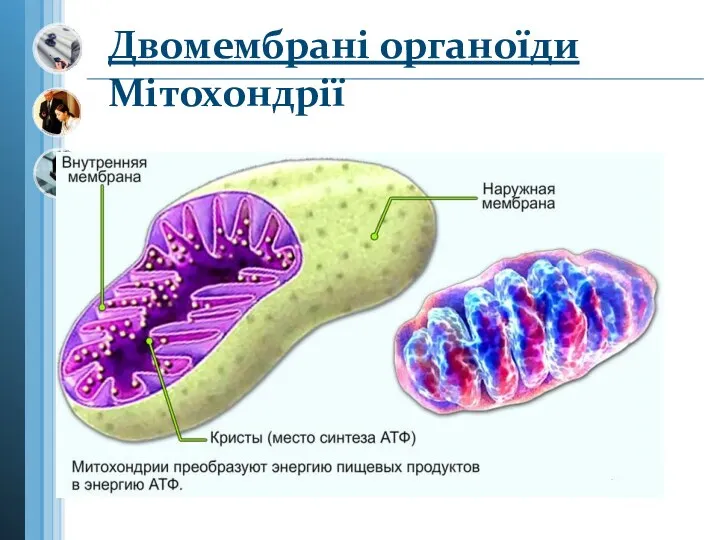 Двомембрані органоїди Мітохондрії