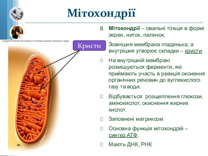 Мітохондрії Мітохондрії – овальні тільця в формі зерен, ниток, паличок.
