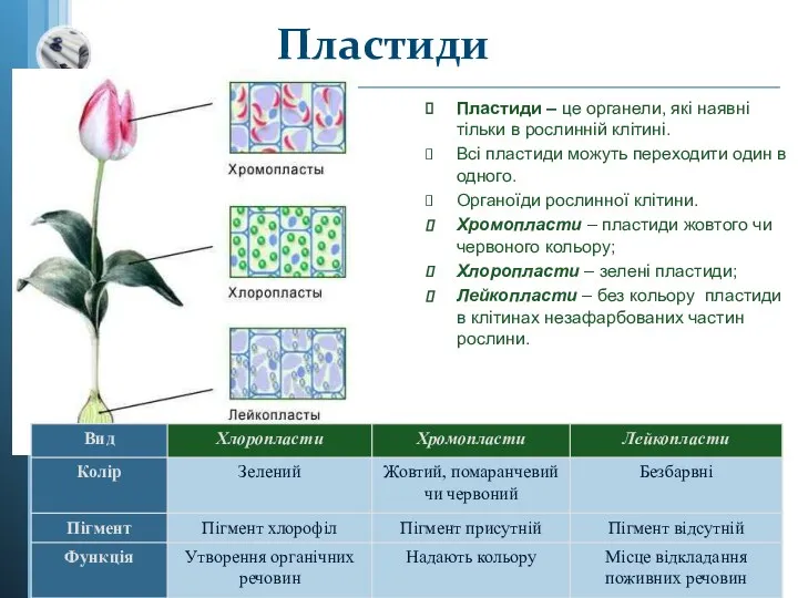 Пластиди – це органели, які наявні тільки в рослинній клітині.