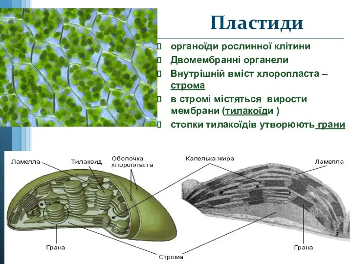 Пластиди органоїди рослинної клітини Двомембранні органели Внутрішній вміст хлоропласта –строма