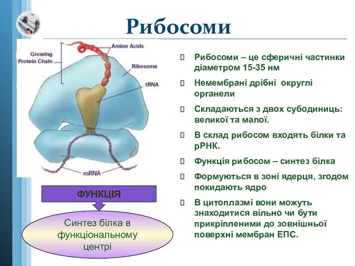 Рибосоми Рибосоми – це сферичні частинки діаметром 15-35 нм Немембрані