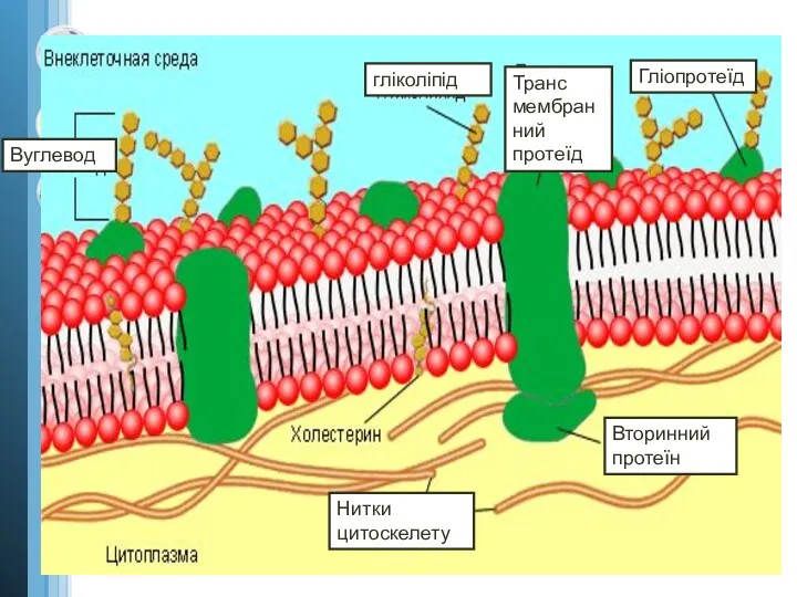 гліколіпід Транс мембранний протеїд Гліопротеїд Вуглевод Нитки цитоскелету Вторинний протеїн