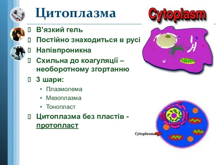 В’язкий гель Постійно знаходиться в русі Напівпроникна Схильна до коагуляції