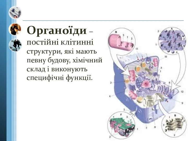 Органоїди –постійні клітинні структури, які мають певну будову, хімічний склад і виконують специфічні функції.