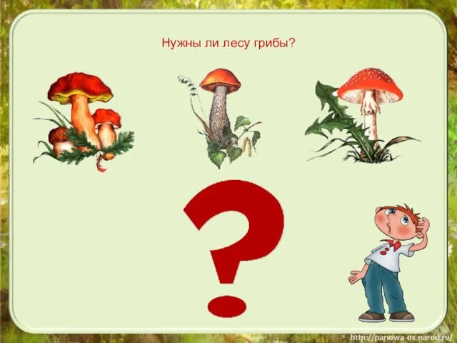 Нужны ли лесу грибы?