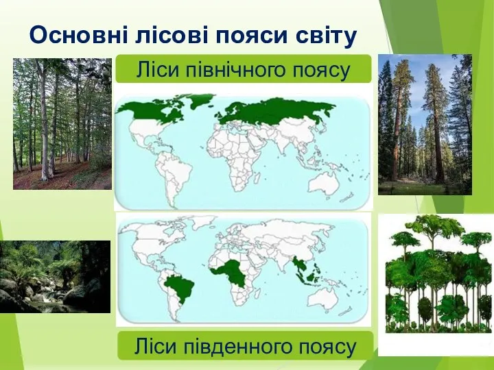 Основні лісові пояси світу Ліси північного поясу Ліси південного поясу