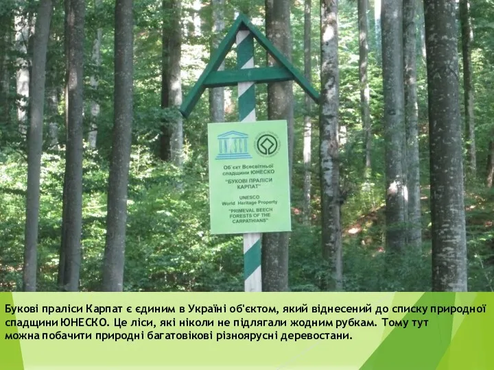 Букові праліси Карпат є єдиним в Україні об'єктом, який віднесений до списку природної