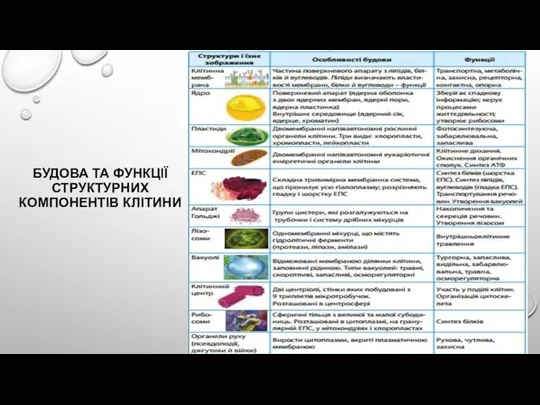 БУДОВА ТА ФУНКЦІЇ СТРУКТУРНИХ КОМПОНЕНТІВ КЛІТИНИ