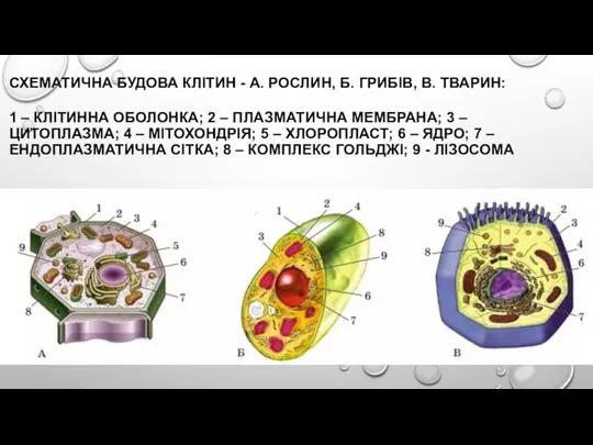 СХЕМАТИЧНА БУДОВА КЛІТИН - А. РОСЛИН, Б. ГРИБІВ, В. ТВАРИН: