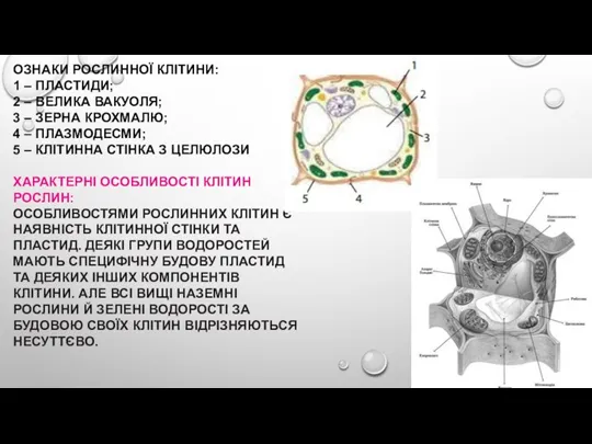 ОЗНАКИ РОСЛИННОЇ КЛІТИНИ: 1 – ПЛАСТИДИ; 2 – ВЕЛИКА ВАКУОЛЯ;