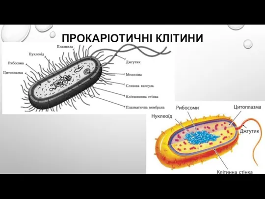 ПРОКАРІОТИЧНІ КЛІТИНИ