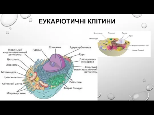 ЕУКАРІОТИЧНІ КЛІТИНИ