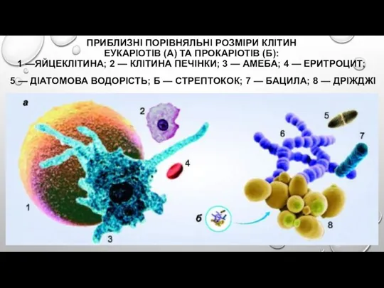 ПРИБЛИЗНІ ПОРІВНЯЛЬНІ РОЗМІРИ КЛІТИН ЕУКАРІОТІВ (А) ТА ПРОКАРІОТІВ (Б): 1