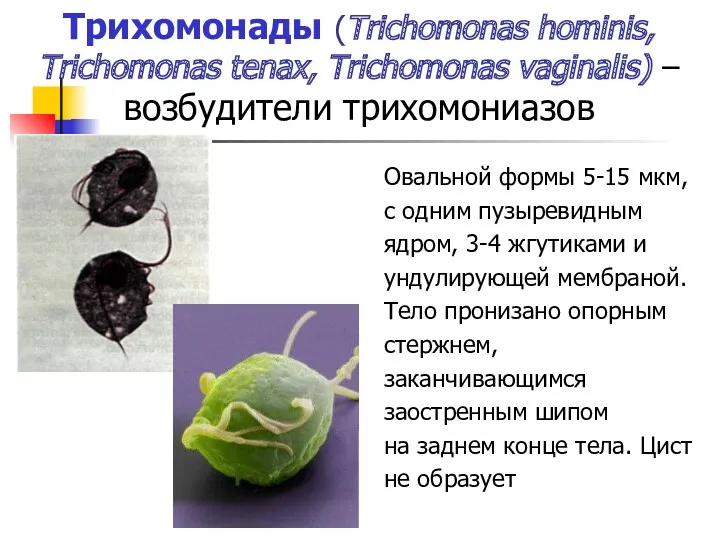 Трихомонады (Trichomonas hominis, Trichomonas tenax, Trichomonas vaginalis) – возбудители трихомониазов