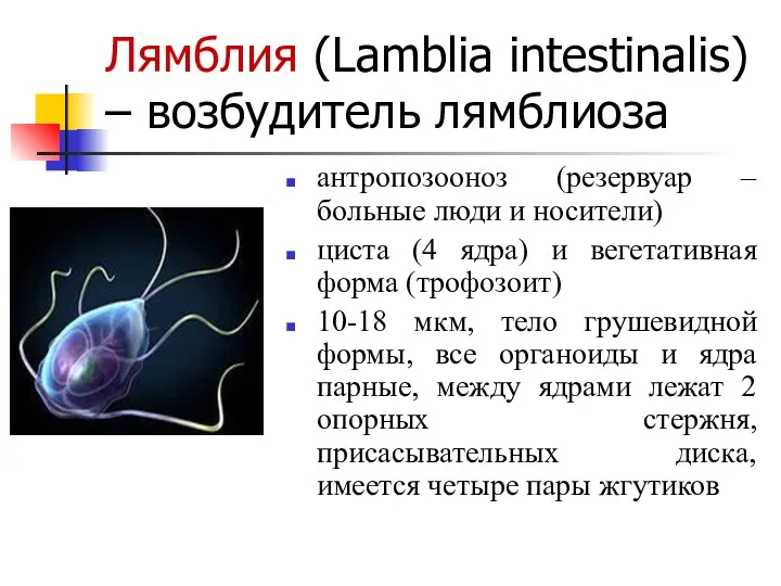 Лямблия (Lamblia intestinalis) – возбудитель лямблиоза антропозооноз (резервуар – больные