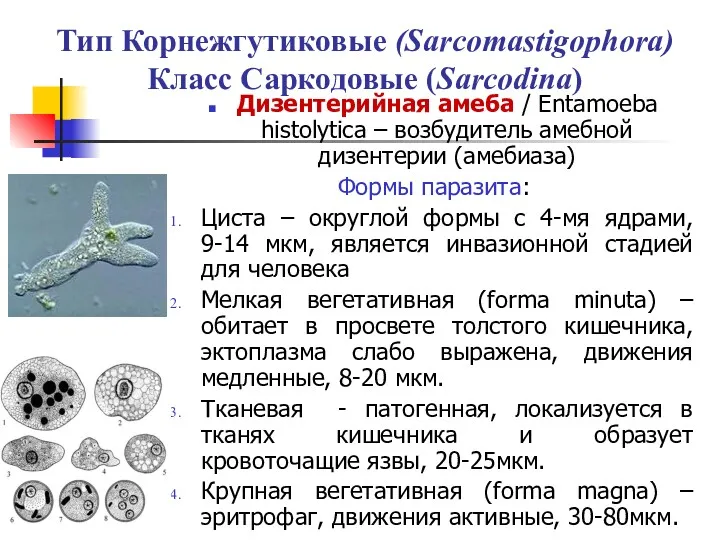 Тип Корнежгутиковые (Sarcomastigophora) Класс Саркодовые (Sarcodina) Дизентерийная амеба / Entamoeba