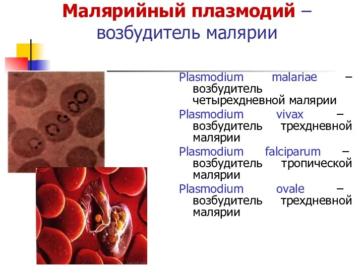 Малярийный плазмодий – возбудитель малярии Plasmodium malariae –возбудитель четырехдневной малярии