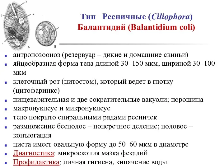 Тип Ресничные (Ciliophora) Балантидий (Balantidium coli) антропозооноз (резервуар – дикие