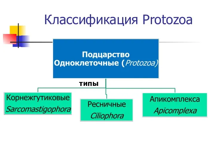 Классификация Protozoa типы