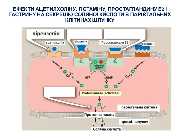 ЕФЕКТИ АЦЕТИЛХОЛІНУ, ГІСТАМІНУ, ПРОСТАГЛАНДИНУ Е2 І ГАСТРИНУ НА СЕКРЕЦІЮ СОЛЯНОЇ КИСЛОТИ В ПАРІЄТАЛЬНИХ КЛІТИНАХ ШЛУНКУ