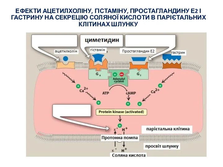 ЕФЕКТИ АЦЕТИЛХОЛІНУ, ГІСТАМІНУ, ПРОСТАГЛАНДИНУ Е2 І ГАСТРИНУ НА СЕКРЕЦІЮ СОЛЯНОЇ КИСЛОТИ В ПАРІЄТАЛЬНИХ КЛІТИНАХ ШЛУНКУ