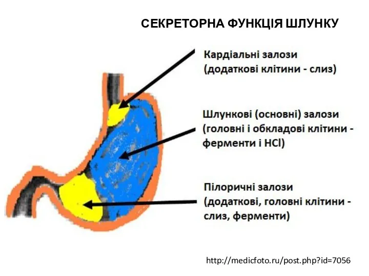 http://medicfoto.ru/post.php?id=7056 СЕКРЕТОРНА ФУНКЦІЯ ШЛУНКУ