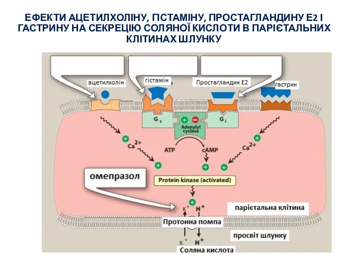 ЕФЕКТИ АЦЕТИЛХОЛІНУ, ГІСТАМІНУ, ПРОСТАГЛАНДИНУ Е2 І ГАСТРИНУ НА СЕКРЕЦІЮ СОЛЯНОЇ КИСЛОТИ В ПАРІЄТАЛЬНИХ КЛІТИНАХ ШЛУНКУ