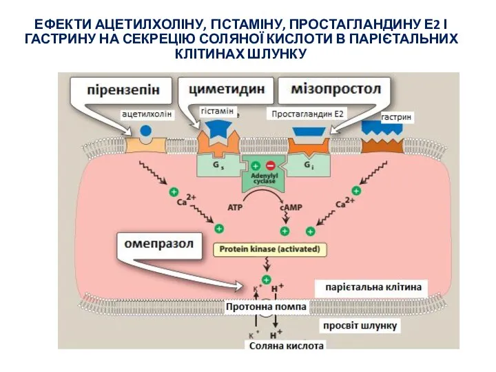 ЕФЕКТИ АЦЕТИЛХОЛІНУ, ГІСТАМІНУ, ПРОСТАГЛАНДИНУ Е2 І ГАСТРИНУ НА СЕКРЕЦІЮ СОЛЯНОЇ КИСЛОТИ В ПАРІЄТАЛЬНИХ КЛІТИНАХ ШЛУНКУ