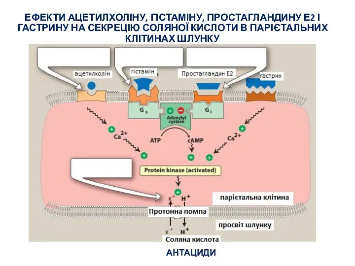 ЕФЕКТИ АЦЕТИЛХОЛІНУ, ГІСТАМІНУ, ПРОСТАГЛАНДИНУ Е2 І ГАСТРИНУ НА СЕКРЕЦІЮ СОЛЯНОЇ КИСЛОТИ В ПАРІЄТАЛЬНИХ КЛІТИНАХ ШЛУНКУ АНТАЦИДИ