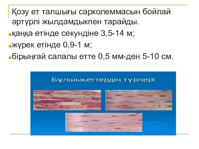 Қозу ет талшығы сарколеммасын бойлай әртүрлі жылдамдыкпен тарайды. қаңқа етінде