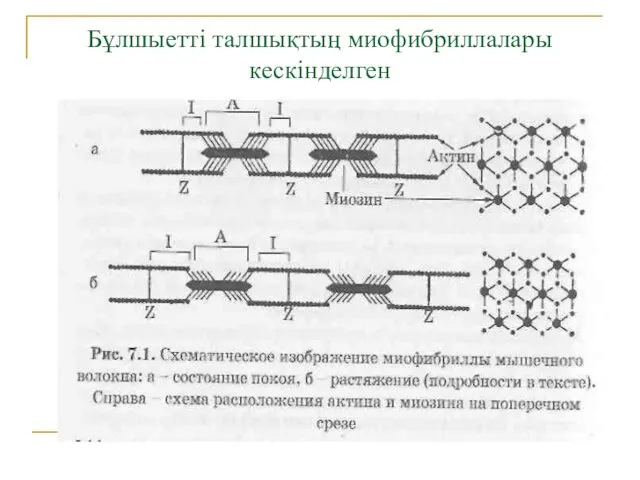 Бұлшыетті талшықтың миофибриллалары кескінделген