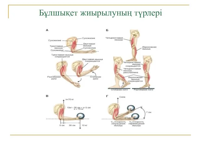 Бұлшықет жиырылуның түрлері