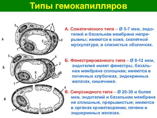 Типы гемокапилляров А. Соматического типа – Ø 5-7 мкм, эндо-