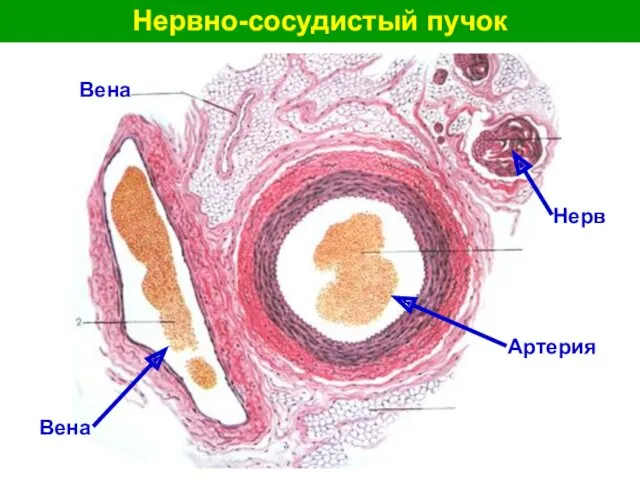 Нервно-сосудистый пучок Артерия Вена Вена Нерв