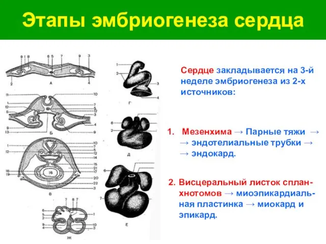 Этапы эмбриогенеза сердца Мезенхима → Парные тяжи → → эндотелиальные