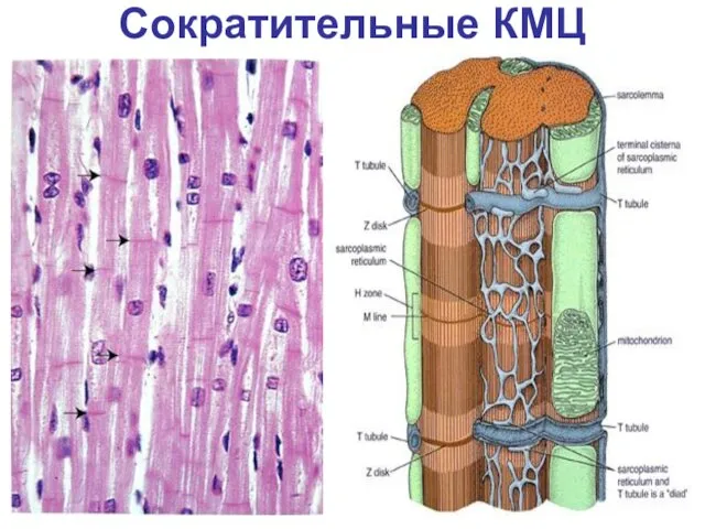 Сократительные КМЦ