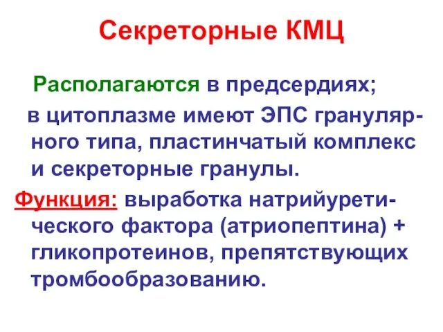 Секреторные КМЦ Располагаются в предсердиях; в цитоплазме имеют ЭПС грануляр-ного