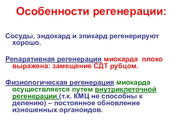 Особенности регенерации: Сосуды, эндокард и эпикард регенерируют хорошо. Репаративная регенерация