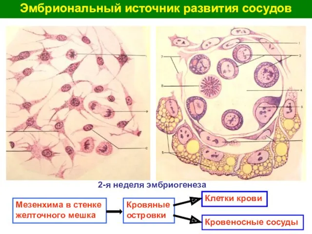 Эмбриональный источник развития сосудов Мезенхима в стенке желточного мешка Кровяные