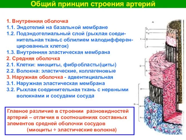 Общий принцип строения артерий 1. Внутренняя оболочка 1.1. Эндотелий на